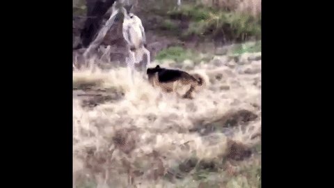 オーストラリアの警察官が 犬とカンガルーの喧嘩を仲裁する 動画 Gxhkfal57m 動画あり オーストラリア 喧嘩 ケンカ 動物 Sputnik 日本 Scoopnest オーストラリアの警察官が 犬とカンガルーの喧嘩を仲裁する 動画 Gxhkfal57m 動画あり オーストラリア 喧嘩 ケンカ 動物 Sputnik 日本 Scoopnest