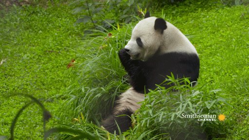 SmithsonianChan photo