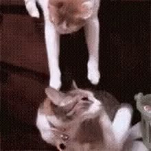 Video insertado
