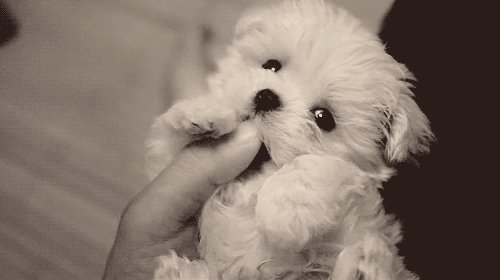 🐶 Happy International Dog Day!
🐩 Let us shop dog food for you. Click! https://t.co/KGtp0bO4kH
#InternationalDogDay #HappyFreshTH https://t.co/NSpS5lnszD