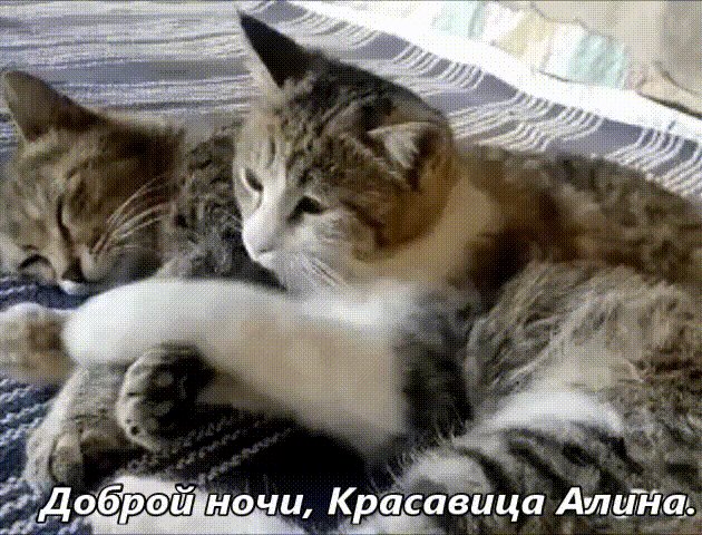 Гифы коты обнимаются