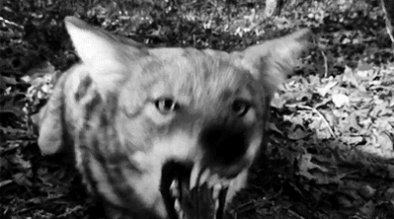 #Zombie dogs? Of course, they don't exist!  bit.ly/2xG3CgJ?utm_me… https://t.co/DcUJArTWFX