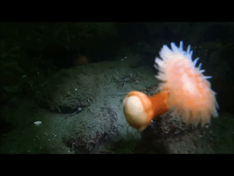 Anemone swim cheap
