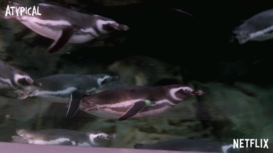 penguins mate for life quote atypical