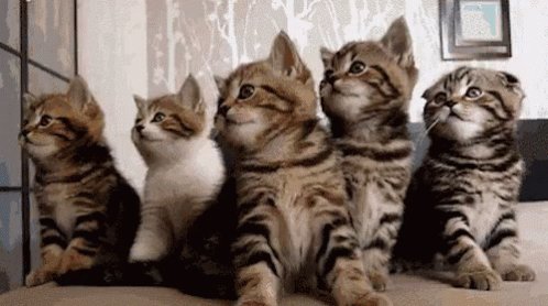 @nycgirl811 Where are the kittens!?!?!?!? https://t.co/JL35snovif<a class="tags" target="_blank" title="On Twitter" href="/?out=eyJ0eXAiOiJKV1QiLCJhbGciOiJIUzUxMiJ9.eyJpYXQiOjE3MjU2NzUwNzksImlzcyI6InR3cG9ybnN0YXJzLmNvbSIsIm5iZiI6MTcyNTY3NTA3OSwiZXhwIjoxNzU3MjExMDc5LCJyZWRpcmVjdF91cmwiOiJodHRwczovL3R3aXR0ZXIuY29tL255Y2dpcmw4MTEifQ.x7IM7FQUba71wMvw3gWitl7Te2_Au4cV-9JfIcV1D8OUVvWTul4YLtUl5QmJZLoJgZDsnILg2NUn1Z-dZg3wig">@nycgirl811</a><a href="/tag/sausagefest"class="tags"><span>#sausagefest</span></a><a href="/tag/imitalian"class="tags"><span>#imitalian</span></a>