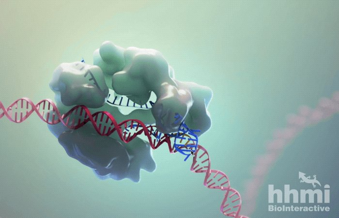 HHMI NEWS on Twitter: HHMI NEWS on Twitter: