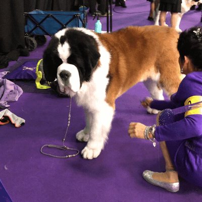 St bernard westminster dog show 2018 sale