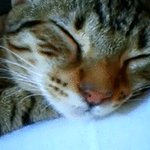 爆睡中のねこちゃん。猫も鼻ちょうちんってでるんだ!