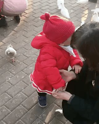 プロのハンターの動きwハトの首を鷲掴みしてエサを強奪する子供 話題の画像プラス プロのハンターの動きwハトの首を鷲掴みしてエサを強奪する子供 話題の画像プラス