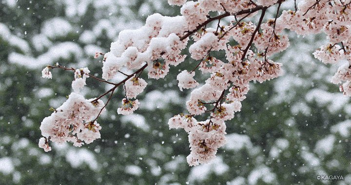 一瞬の夢のような春の雪 以前撮影した動画より 今日もお疲れさまでした 明日もおだやかな1日になりますように 話題の画像がわかるサイト 一瞬の夢のような春の雪 以前撮影した動画より 今日もお疲れさまでした 明日もおだやかな1日になりますように 話題の画像がわかるサイト