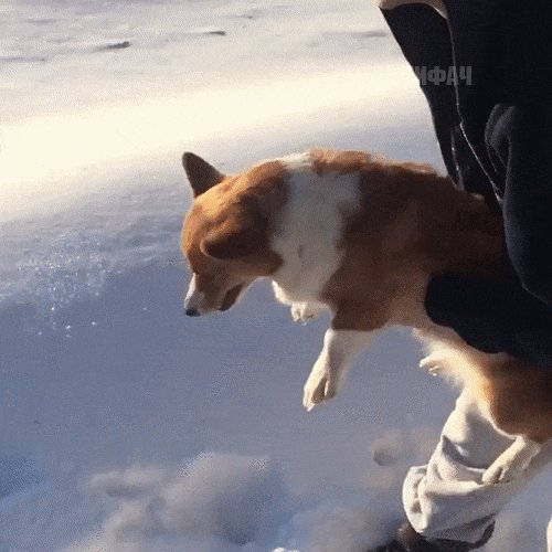 空に犬ぶん投げてんのかとおもったｗ思ったよりもすぐ着地するコーギーがかわいいｗ