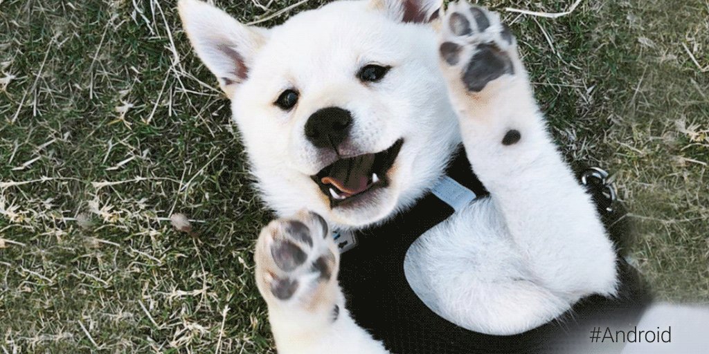 Android (@Android) on Twitter photo 2018-03-29 20:45:07 No ifs, ands, or paws about it - with Google Lens on #AndroidOreo, get the ๐ถ info you crave in a flash. No ifs, ands, or paws about it - with Google Lens on #AndroidOreo, get the ๐ถ info you crave in a flash.
