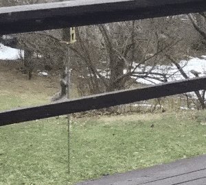 Massimo On Twitter Fighting The Squirrels Raiding The
