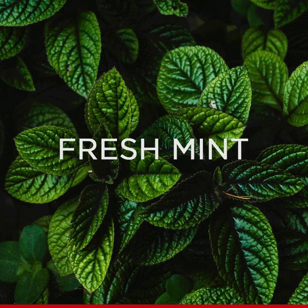 Fresh Mint + Fresh Lime = Summertime from @EmpireCasino Empire Casino #SummerCocktails #drinks #cocktails #casino #EmpireCasino #London
http://bit.ly/2Dbr7md