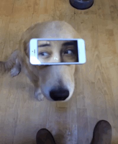 #AllAmericanPetPhotoDay I have an eye pet