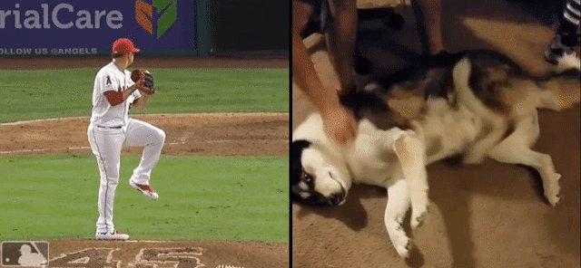Ryan Lillie (@LillieRyan27) on Twitter photo 2019-07-16 15:03:15 Hansel Robles vs a Siberian Husky, Mechanics. Hansel Robles vs a Siberian Husky, Mechanics.
