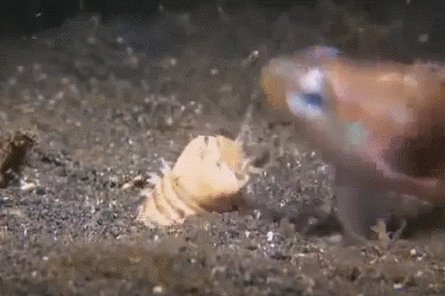 L'Eunice aphroditois est une espèce de ver marin qui fait ~2,5 cm de diamètre et peut mesurer jusqu'à ~3 m de long !
Il chasse en enterrant son long corps dans le fond océanique, puis il attend qu'un stimulus externe touche une de ses cinq antennes pour bondir sur sa proie !