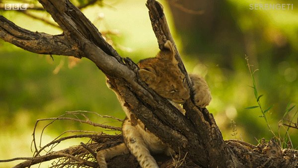How will our animal families fare as the great migration continues? Thanks for watching #Serengeti - see you next week.