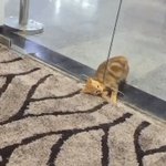 自動ドアから液体みたいに出てきた〜!ぬるっと入る猫が可愛すぎるw