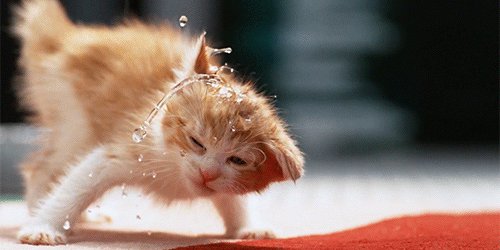 YouTube (@YouTube) on Twitter photo 2018-04-11 18:05:53 Happy #NationalPetDay!
RT if your pet is actually a video of kittens in slow motion. youtu.be/YHdOh90kGHQ Happy #NationalPetDay!
RT if your pet is actually a video of kittens in slow motion. youtu.be/YHdOh90kGHQ