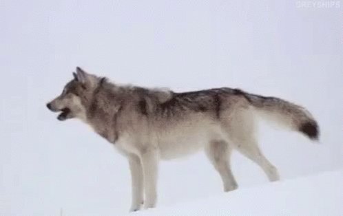 AHHHHOOOOOOOOOOOOOOOO #Twolves #WereBackBaby #RocketsAreGoingDown #WolfPack #HardenWho