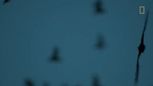 YouTube (@YouTube) on Twitter photo 2018-04-13 17:37:56 A correspondent from @NatGeo traveled across Mexico to film this love letter to bats. youtu.be/87rzxT9p2gs #FridayThe13th 🦇 A correspondent from @NatGeo traveled across Mexico to film this love letter to bats. youtu.be/87rzxT9p2gs #FridayThe13th 🦇