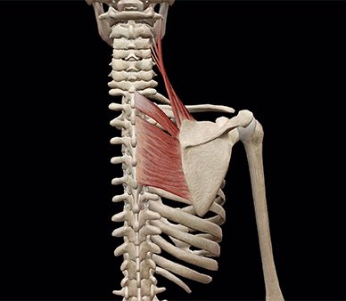 VisibleBody s video Tweet