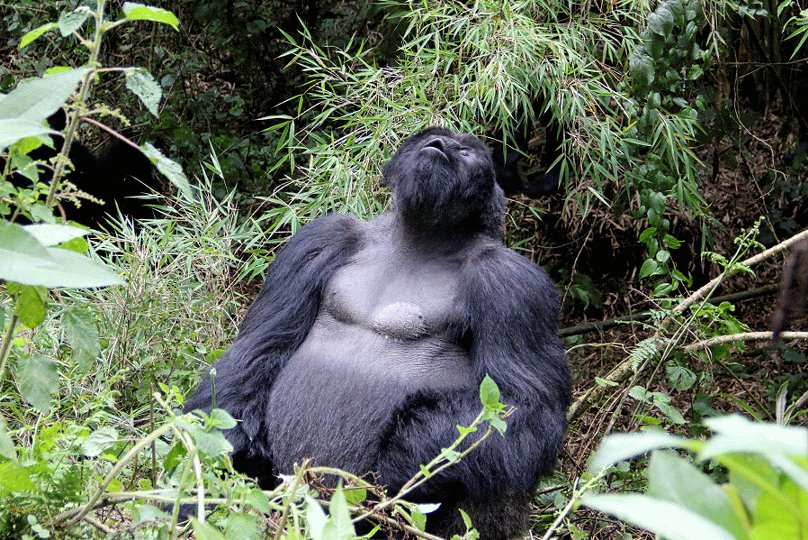 Fossey Gorilla Fund (@SavingGorillas) on Twitter photo 2018-05-23 20:11:01 @Ripple @aplusk @guyoseary @EDWildlifeFund @TheEllenShow Wow!!! 💛💚🦍 😍 @Ripple @aplusk @guyoseary @EDWildlifeFund @TheEllenShow Wow!!! 💛💚🦍 😍