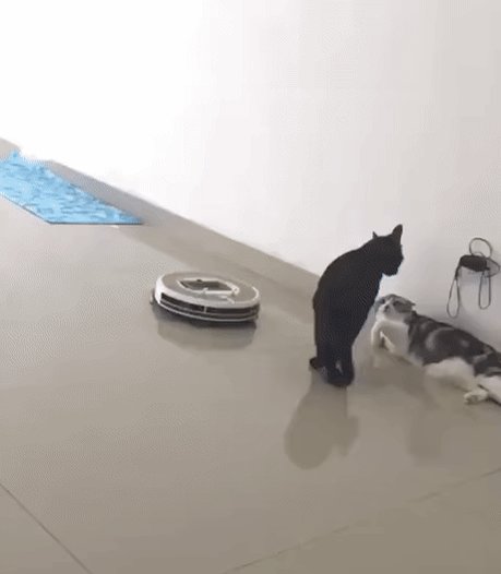 Tuxedo Mask (@TheLoveBel0w) on Twitter photo 23/05/2018 21:18:36 Imagine being as smooth as this cat. Imagine being as smooth as this cat.