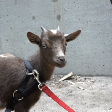 Pygmy goat  Oregon Zoo