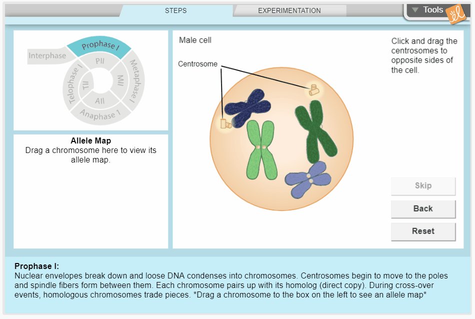 Meiosis Gizmo Answer Key Activity B - Bio Gizmo Celldivision : Go back and take a closer look at ...