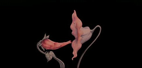 Happy Birthday to animator Gerald Scarfe! 