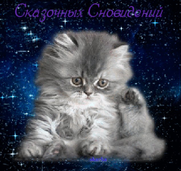 Днем учителя, спокойной ночи картинки котики анимации