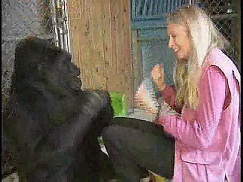 YouTube (@YouTube) on Twitter photo 2018-06-21 15:59:30 Remembering Koko the gorilla, 1971—2018. youtu.be/0ma0T0BNSdk Remembering Koko the gorilla, 1971—2018. youtu.be/0ma0T0BNSdk