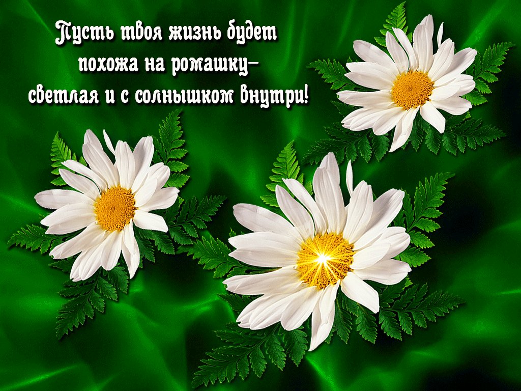 Картинка ромашка с надписью