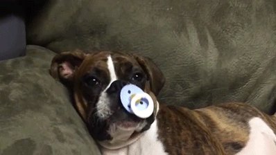 When you have a baby dog and a baby human in the same house🤣 #dog #puppy #pup #cute #eyes #dogs_of_instagram<a href="/tag/dog"class="tags"><span>#dog</span></a><a href="/tag/cute"class="tags"><span>#cute</span></a><a href="/tag/eyes"class="tags"><span>#eyes</span></a><a href="/tag/adorable"class="tags"><span>#adorable</span></a><a href="/tag/puppy"class="tags"><span>#puppy</span></a><a href="/tag/dogsofinstagram"class="tags"><span>#dogsofinstagram</span></a>