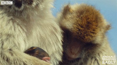 BBC Earth on Twitter: BBC Earth on Twitter: