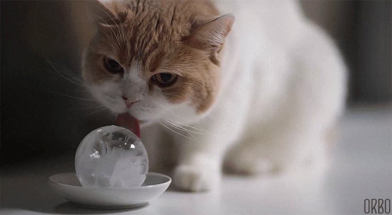 Днем, картинки гифы котики
