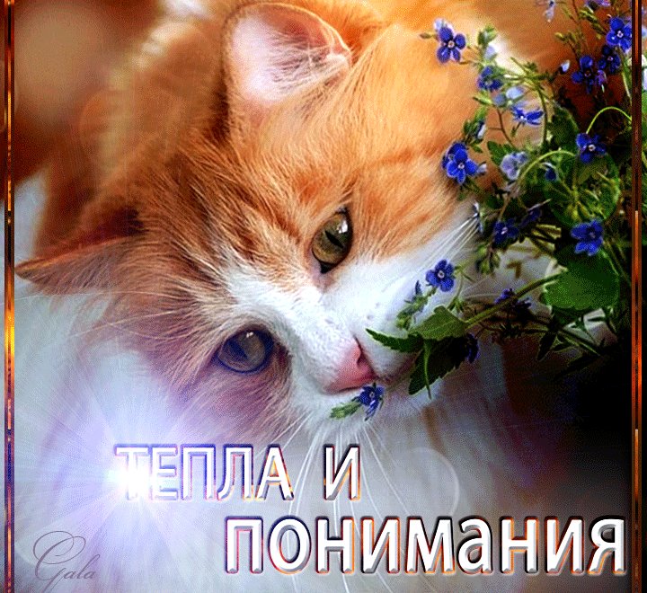 Нежности и тепла картинки