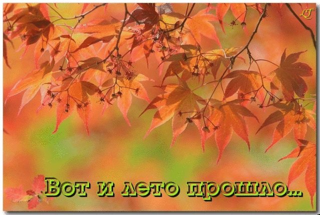 Анимация картинок вот и лето прошло, летием дня свадьбы