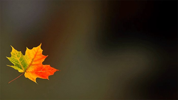 Смешные, анимация осенние листья