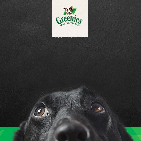 Summer’s over but your pets don’t know that. Keep their tails wagging while the kids are away with Greenies. #greenies #barktoschool #backtoschool #dogsofinstagram #dogtreats #doglife https://t.co/NLKbLBaLUI https://t.co/nsXfzj0ZRT