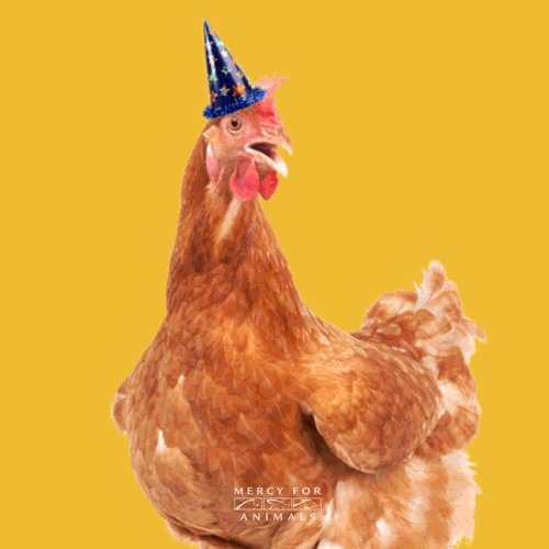 Happy birthday, Thank you for being a voice for farmed animals!     