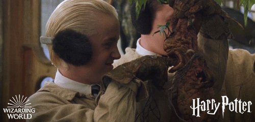 マンドレイク マンドラゴラ ハリーポッター ハリポタの魔法薬材料 ポッターポータル Potterportal