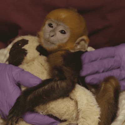 Hey everyone, stop monkeying around. It's time for #AnimalsToFallFor. 🍂🍁 https://t.co/MHkTYsM5DS