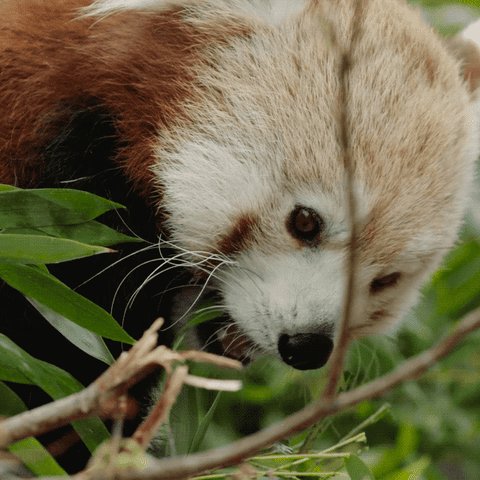 🚨 Red alert! 🚨 We've reached red panda-emic levels of cute. 🍁#AnimalsToFallFor https://t.co/eF0uY9gwEs