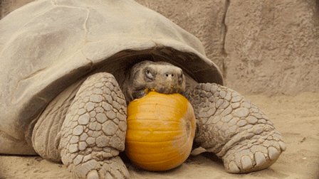 Let the gourd times roll. 🎃#AnimalsToFallFor 🍂 https://t.co/IG1L52EebF