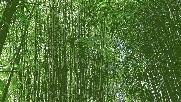 We can safely say that a medical student is like a bamboo tree 🌲 . It takes 5 years to grow from the ground. To break free from the ground it needs constant care watering and fertilisation. #sleeptight #anotherdayanotherbattle #dietomorrow #hydration #stayinlight