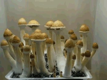 wwusustain photo