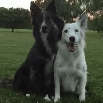k9s only s tweet